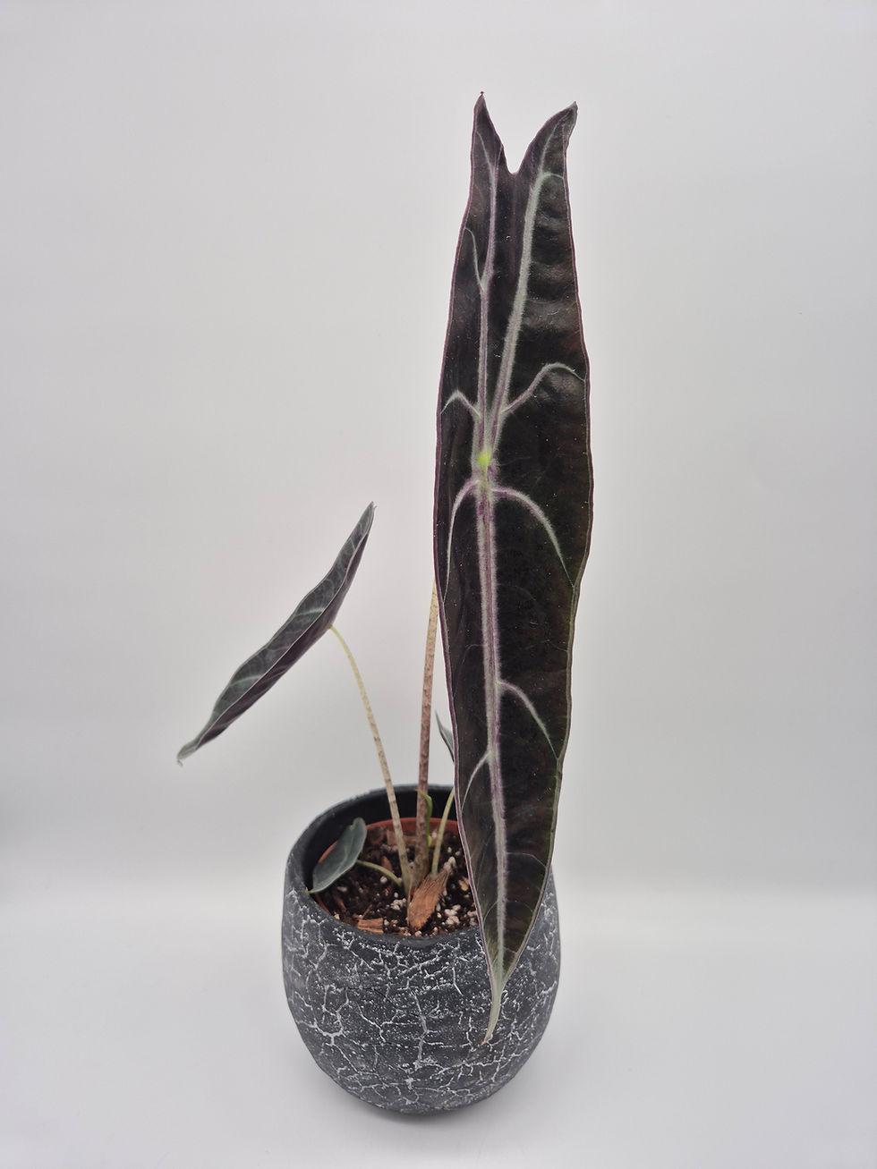 Alocasia Longiloba 'Purple'