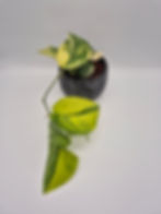 Scindapsus Jade Satin Aurea Variegata