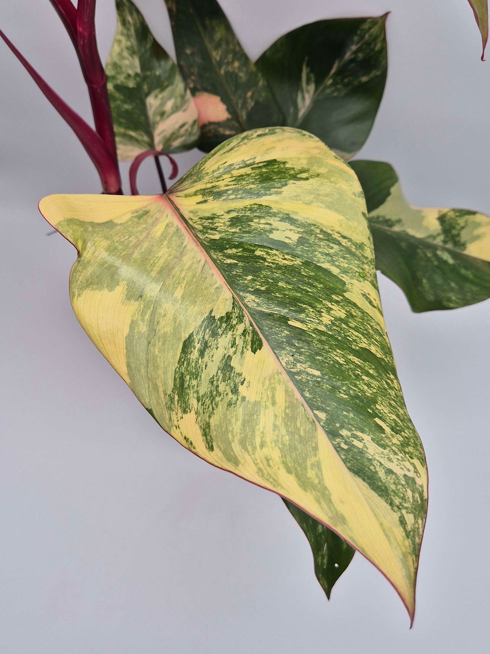 Miniaturbild: Philodendron Strawberry Shake