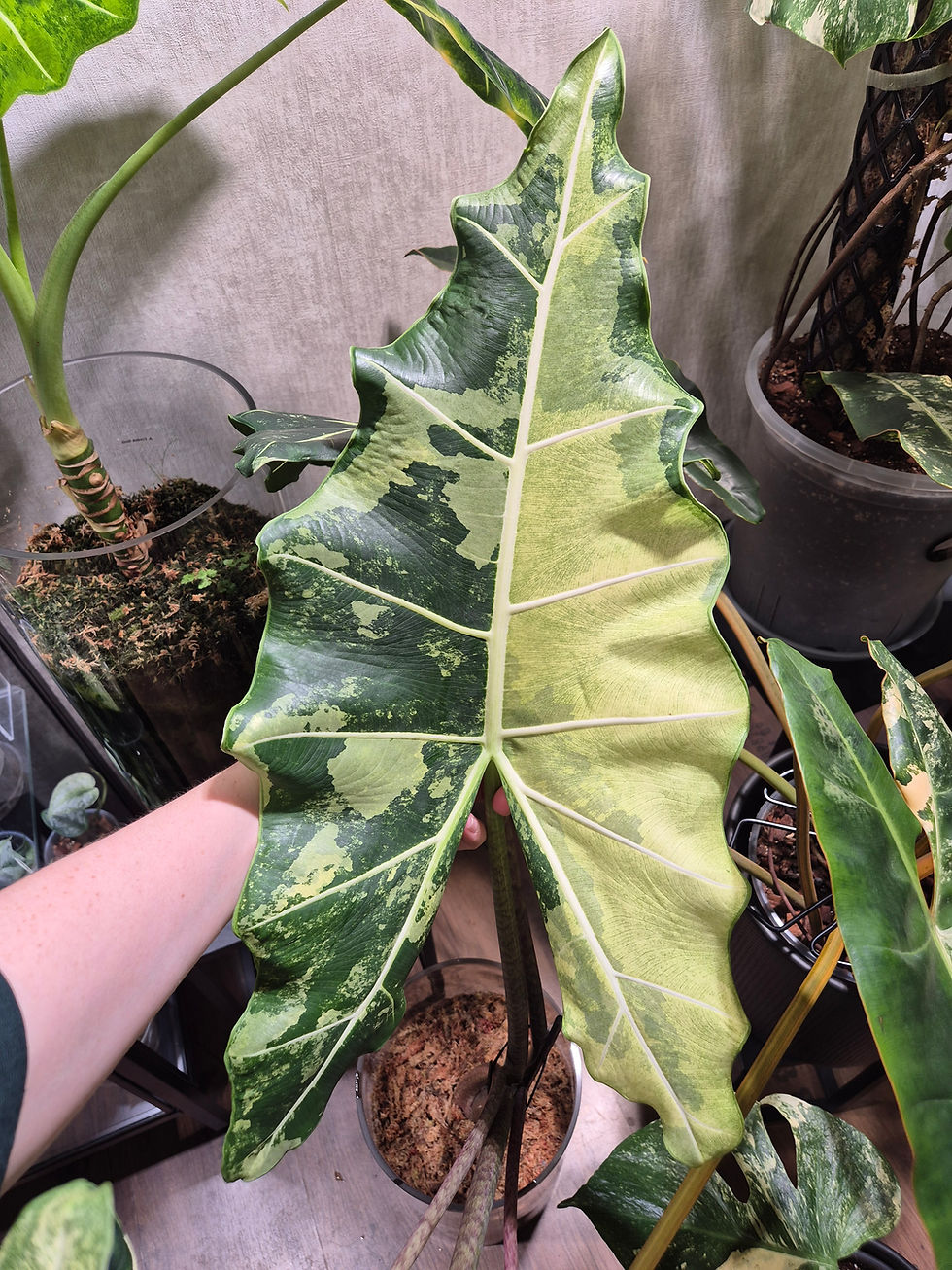 Alocasia Sarian Albo Variegata