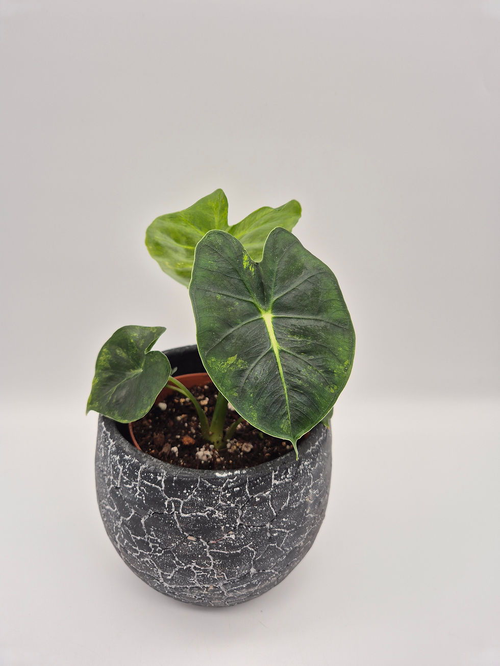 Alocasia Dorayaki Aurea Variegata