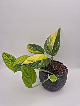 philodendron mccolley's finale Philodendron 'McColley's Finale'  Habitat Plants + Coffee