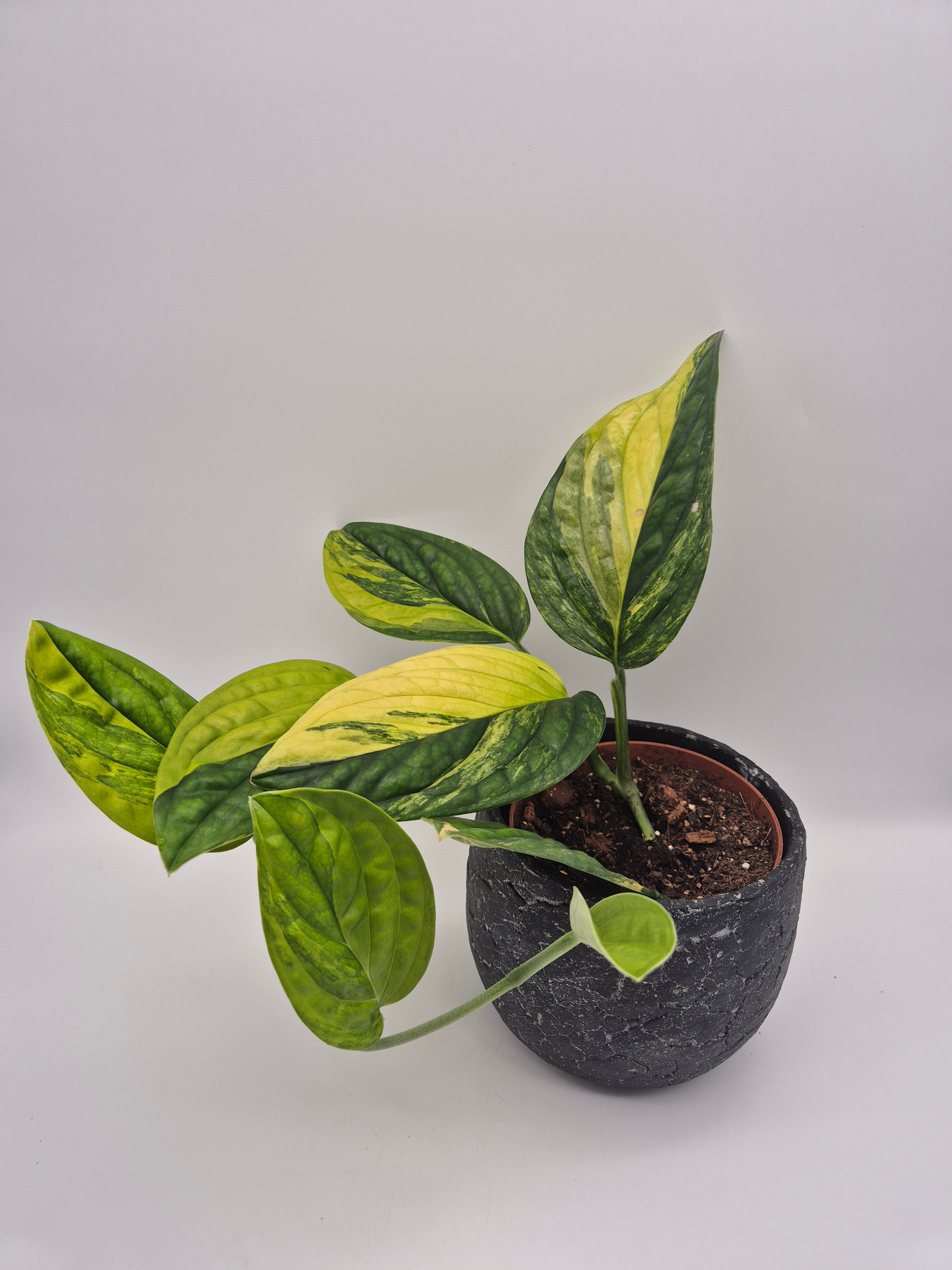 Monstera Karstenianum Variegata