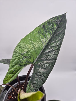 Stecklinge und Rhizome | Extra.Plantinary