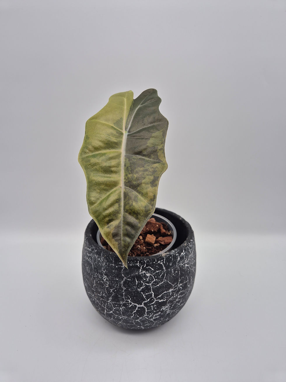 Miniaturbild: Alocasia Pseudo Sanderiana Aurea Variegata