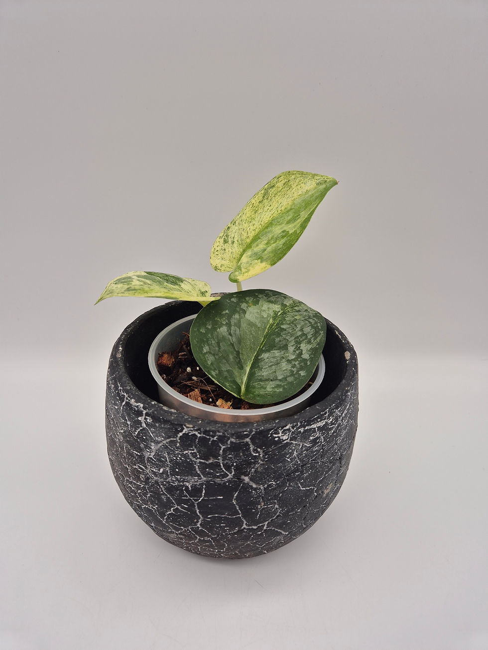 Scindapsus Silver Splash Variegata