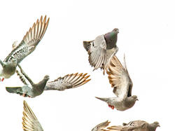 1. Mall pigeons, Short Pump.