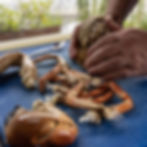 Whole Crab Picking & Eating with Adrian Bartlett and Josh Eggleton.