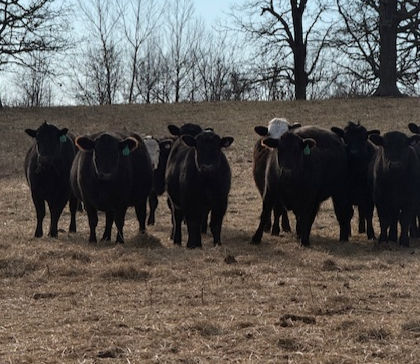 Helsley Farms photo 12
