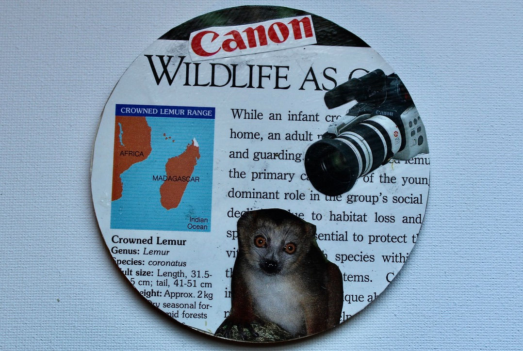 Lemur Coaster