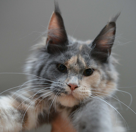 DSC_0684.jpg