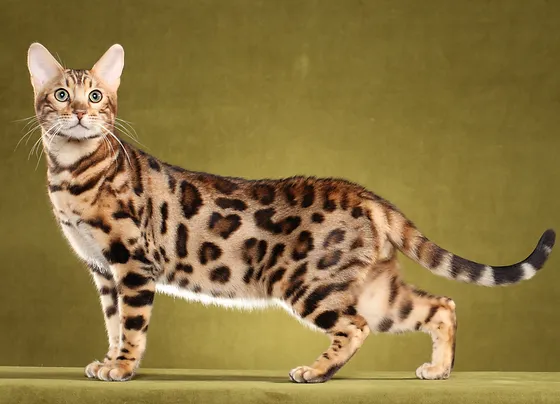 RW QGC - Alamo bengalcatbreeder
