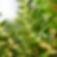 A cosmetic ingredient that is produced through the fermentation of Lactobacillius, a probiotic strain and Withania somnifera. Lactobacillus fermentation helps liberate the bioactives compounds creating a bioactive rich solution that has potent anti bacterial, anti-oxidant, anxiolytic activity besides several health benefits. Lactobacillus has been shown to have a postive effect on the skin and gut microbiome helping maintain healthy skin and gut. The ingredient is fully soluble is water.