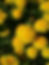 A cosmetic ingredient that is produced through the fermentation of Lactobacillius, a probiotic strain and Taraxacum officinalis. Lactobacillus fermentation helps liberate the bioactives compounds creating a bioactive rich solution that has potent anti bacterial, anti-oxidant activity besides several health benefits. Lactobacillus has been shown to have a postive effect on the skin and gut microbiome helping maintain healthy skin and gut. The ingredient is fully soluble is water.