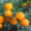 A cosmetic ingredient that is produced through the fermentation of Lactobacillius, a probiotic strain and Cirus aurantium. Lactobacillus fermentation helps liberate the bioactives compounds creating a bioactive rich solution that has potent anti bacterial, anti-oxidant activity besides several health benefits. Lactobacillus has been shown to have a postive effect on the skin and gut microbiome helping maintain healthy skin and gut. The ingredient is fully soluble is water.