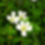 A cosmetic ingredient that is produced through the fermentation of Lactobacillius, a probiotic strain and Bacopa monnieri. Lactobacillus fermentation helps liberate the bioactives compounds creating a bioactive rich solution that has potent anti bacterial, anti-oxidant, promotes cognitive function besides several health benefits. Lactobacillus has been shown to have a postive effect on the skin and gut microbiome helping maintain healthy skin and gut. The ingredient is fully soluble is water.