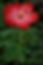 A cosmetic ingredient that is produced through the fermentation of Lactobacillius, a probiotic strain and Hibiscus abelmoschus. Lactobacillus fermentation helps liberate the bioactives compounds creating a bioactive rich solution that has potent anti bacterial, anti-oxidant activity besides several health benefits. Lactobacillus has been shown to have a postive effect on the skin and gut microbiome helping maintain healthy skin and gut. The ingredient is fully soluble is water.