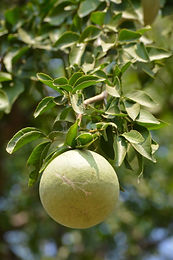 A cosmetic ingredient that is produced through the fermentation of Lactobacillius, a probiotic strain and Aegle marmelos. Lactobacillus fermentation helps liberate the bioactives compounds creating a bioactive rich solution that has potent anti bacterial, anti-oxidant activity, has a high vitamin and mineral content besides several health benefits. Lactobacillus has been shown to have a postive effect on the skin and gut microbiome helping maintain healthy skin and gut. The ingredient is fully soluble is water.