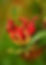 A cosmetic ingredient that is produced through the fermentation of Lactobacillius, a probiotic strain and Gloriosa superba. Lactobacillus fermentation helps liberate the bioactives compounds creating a bioactive rich solution that has potent anti bacterial, anti-oxidant activity besides several health benefits. Lactobacillus has been shown to have a postive effect on the skin and gut microbiome helping maintain healthy skin and gut. The ingredient is fully soluble is water.