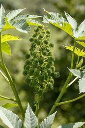 A cosmetic ingredient that is produced through the fermentation of Lactobacillius, a probiotic strain and Ricinus communis. Lactobacillus fermentation helps liberate the bioactives compounds creating a bioactive rich solution that has potent anti bacterial, anti-oxidant activity besides several health benefits. Lactobacillus has been shown to have a postive effect on the skin and gut microbiome helping maintain healthy skin and gut. The ingredient is fully soluble is water.