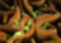 Inflammation LPS, cytokines