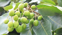 A cosmetic ingredient that is produced through the fermentation of Lactobacillius, a probiotic strain and Terminalia chebula. Lactobacillus fermentation helps liberate the bioactives compounds creating a bioactive rich solution that has potent anti bacterial, anti-oxidant activity besides several health benefits. Lactobacillus has been shown to have a postive effect on the skin and gut microbiome helping maintain healthy skin and gut. The ingredient is fully soluble is water.