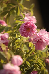 A cosmetic ingredient that is produced through the fermentation of Lactobacillius, a probiotic strain and Rosa damascena. Lactobacillus fermentation helps liberate the bioactives compounds creating a bioactive rich solution that has potent anti bacterial, anti-oxidant, anti-ageing activity besides several health benefits. Lactobacillus has been shown to have a postive effect on the skin and gut microbiome helping maintain healthy skin and gut. The ingredient is fully soluble is water.