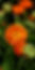 A cosmetic ingredient that is produced through the fermentation of Lactobacillius, a probiotic strain and Calendula officinalis. Lactobacillus fermentation helps liberate the bioactives compounds creating a bioactive rich solution that has potent anti bacterial, anti-oxidant, promotes wound healing activity besides several health benefits. Lactobacillus has been shown to have a postive effect on the skin and gut microbiome helping maintain healthy skin and gut. The ingredient is fully soluble is water.