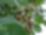A cosmetic ingredient that is produced through the fermentation of Lactobacillius, a probiotic strain and Terminalia belerica. Lactobacillus fermentation helps liberate the bioactives compounds creating a bioactive rich solution that has potent anti bacterial, anti-oxidant activity besides several health benefits. Lactobacillus has been shown to have a postive effect on the skin and gut microbiome helping maintain healthy skin and gut. The ingredient is fully soluble is water.