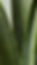 A cosmetic ingredient that is produced through the fermentation of Lactobacillius, a probiotic strain and Aloe vera. Lactobacillus fermentation helps liberate the bioactives compounds creating a bioactive rich solution that has potent radio protective, moisturising, anti-oxidant activity besides several health benefits. Lactobacillus has been shown to have a postive effect on the skin and gut microbiome helping maintain healthy skin and gut. The ingredient is fully soluble is water.