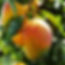 A cosmetic ingredient that is produced through the fermentation of Lactobacillius, a probiotic strain and Mangifera indica. Lactobacillus fermentation helps liberate the bioactives compounds creating a bioactive rich solution that has potent anti bacterial, anti-oxidant, anti-proliferative activity besides several health benefits. Lactobacillus has been shown to have a postive effect on the skin and gut microbiome helping maintain healthy skin and gut. The ingredient is fully soluble is water.
