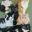 Thumbnail: cat painting by Linda Whelan