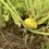 Thumbnail: Summer Squash, Yellow Scallop Bush (Golden Custard)