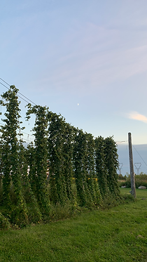 Rows of hop bines growing on a farm under a twilight sky