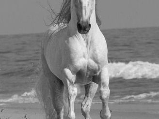 We Create Heavy Horses