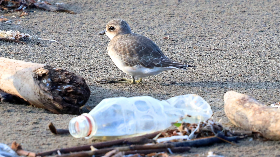 海辺に打ち上がったペットボトルと鳥