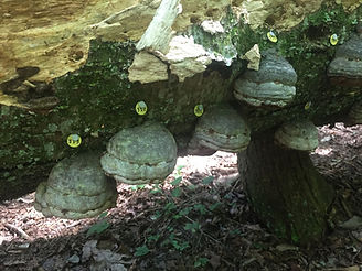 fungus brackets with tags.jpeg