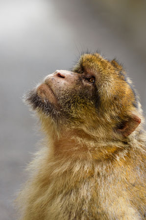 barbary-macaque-monkey-portrait-gibraltar