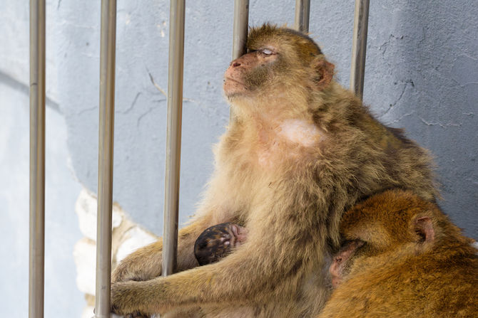 barbary-macaque-monkey-portrait-gibraltar