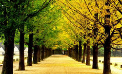 Nami Island Day Tour