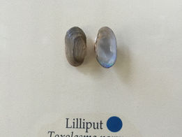 Where'd the Name Lilliput Come From?