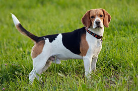 beagle-postura.jpg