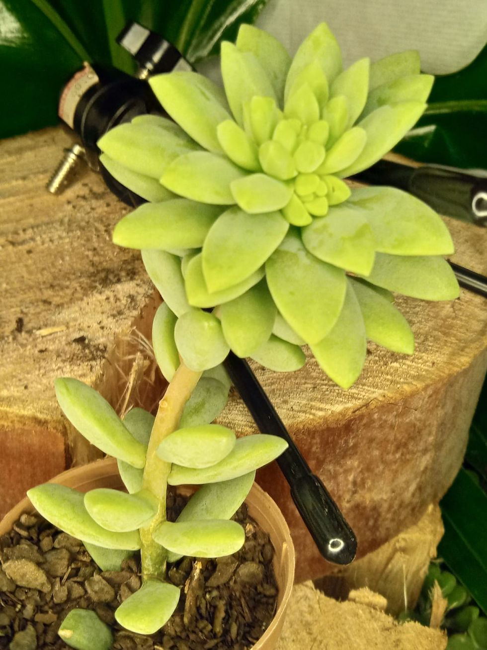 Miniatura: Suculentas Variadas 10un