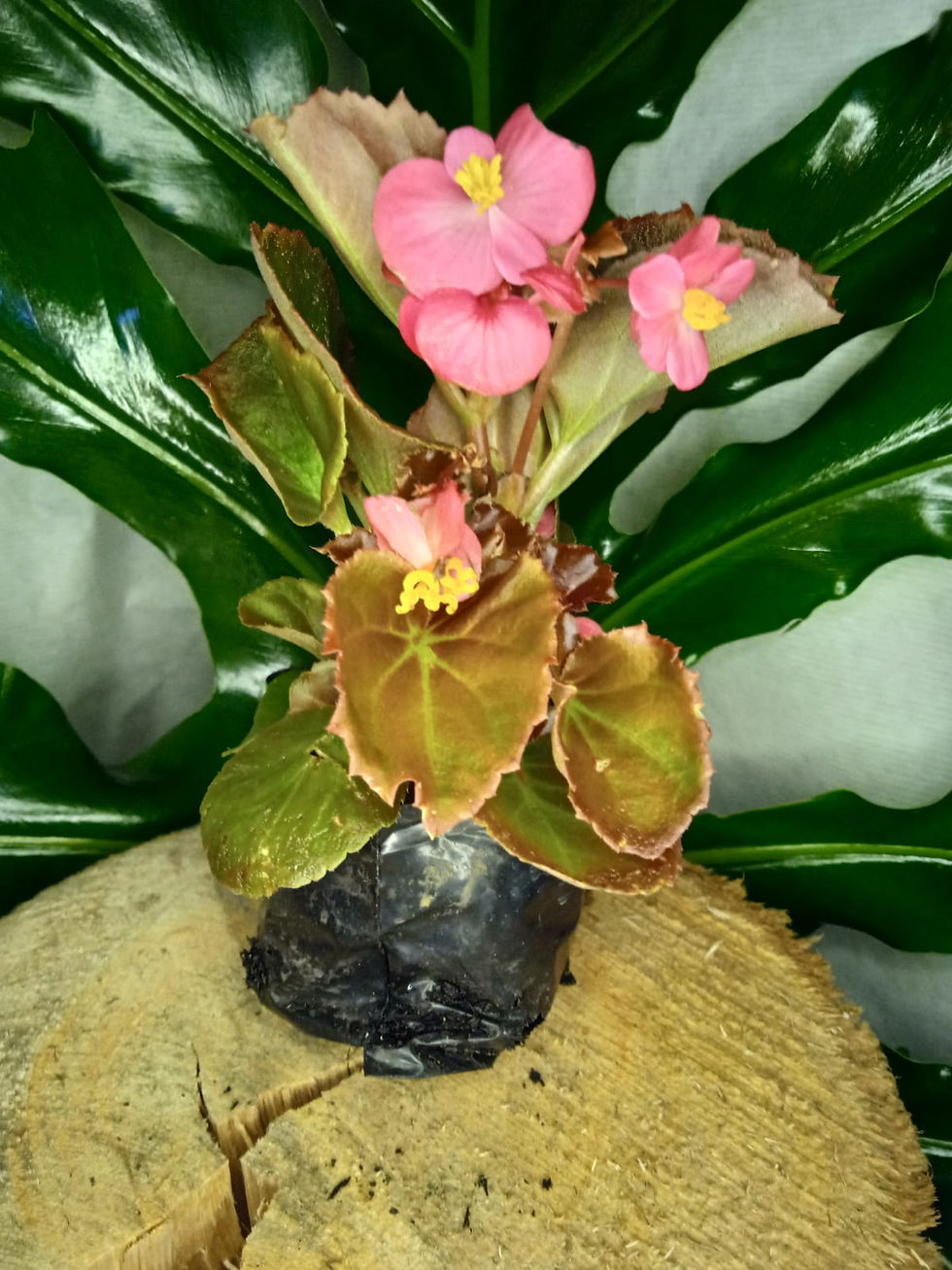 Miniatura: Begônia Azedinha