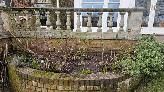Before & After_Pruning 4.jpeg