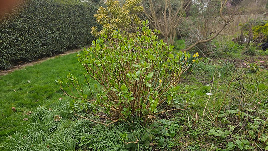 Before & After_Pruning 2.jpeg