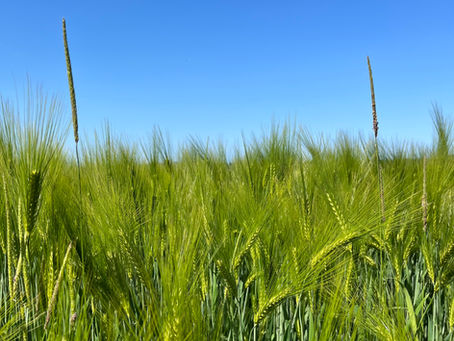 New Release: A New Creation