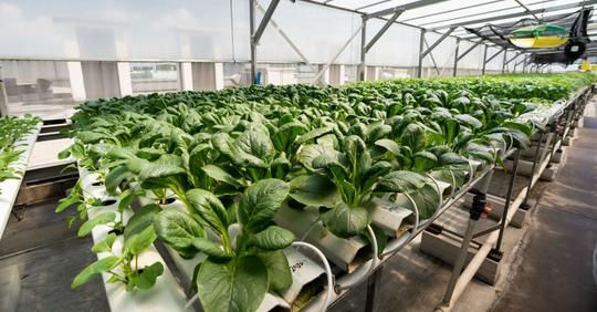 New accreditation scheme being developed to ensure local farms produce pesticide-free vegetables