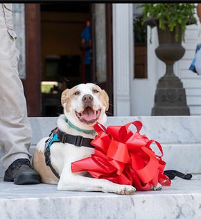 Opal's leash ceremony