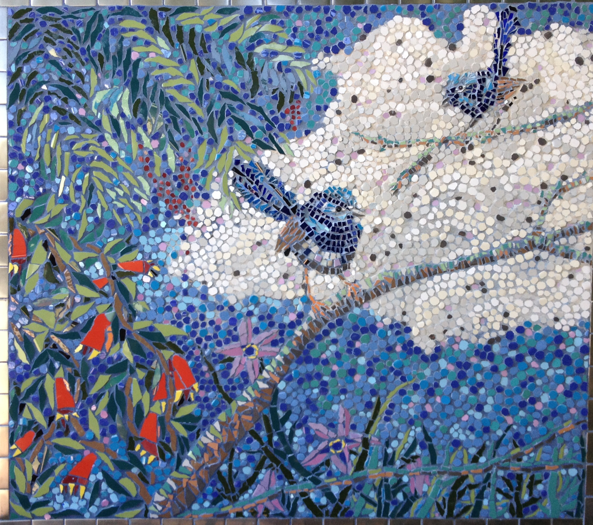Blue Wrens
